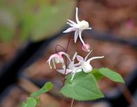 White flowers with pink backs